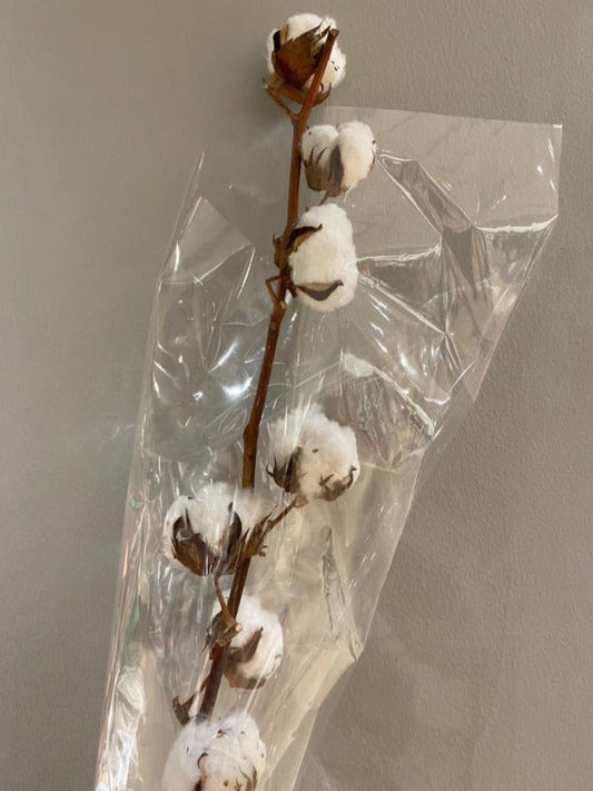 Cotton Gossypium Dried