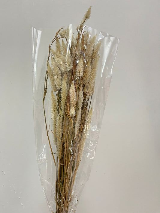 Dried Celosia