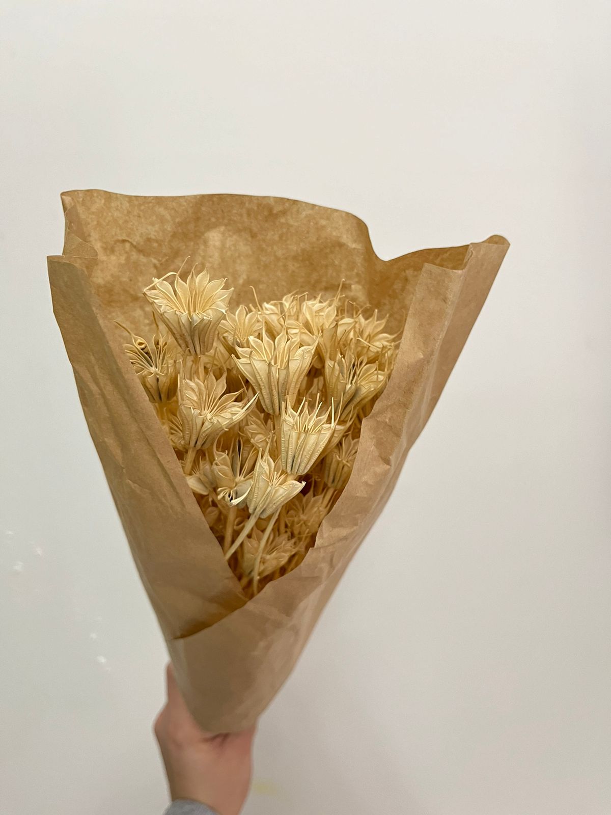 Dried Nigella Pods