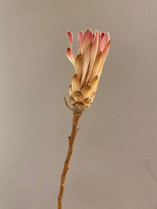 Protea Dried