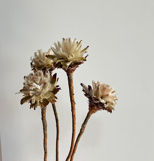 Plumosum Dried