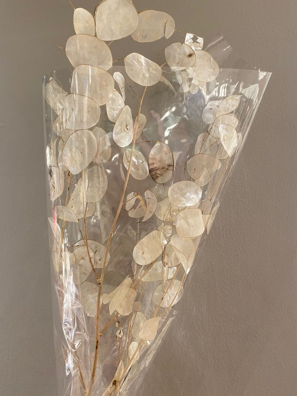 Lunaria Dried