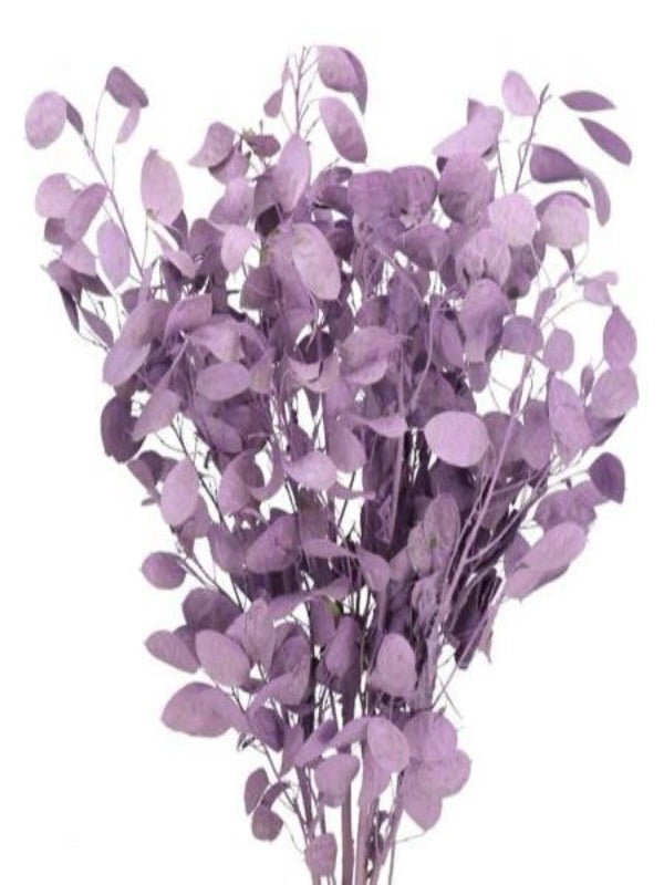 Lunaria Dried