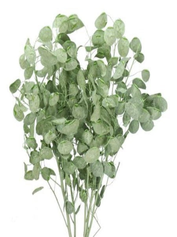 Lunaria Dried