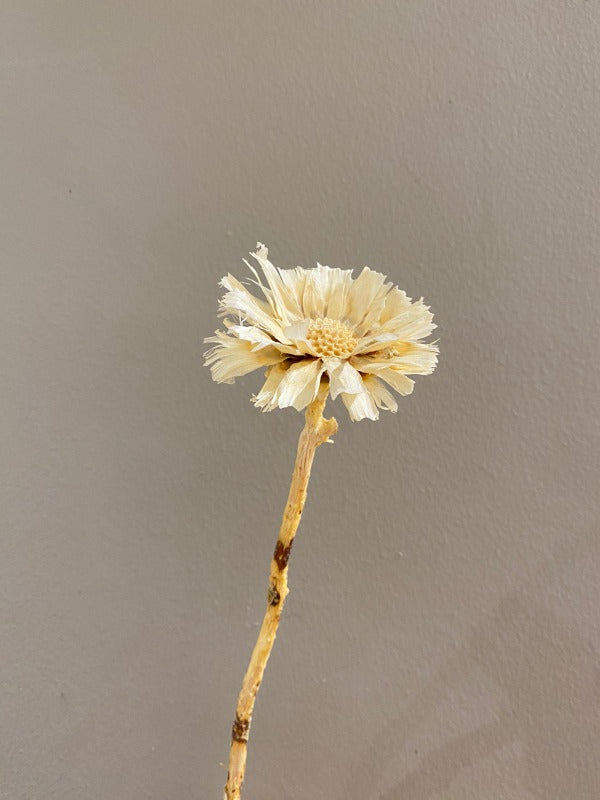 Protea Pods - Dried