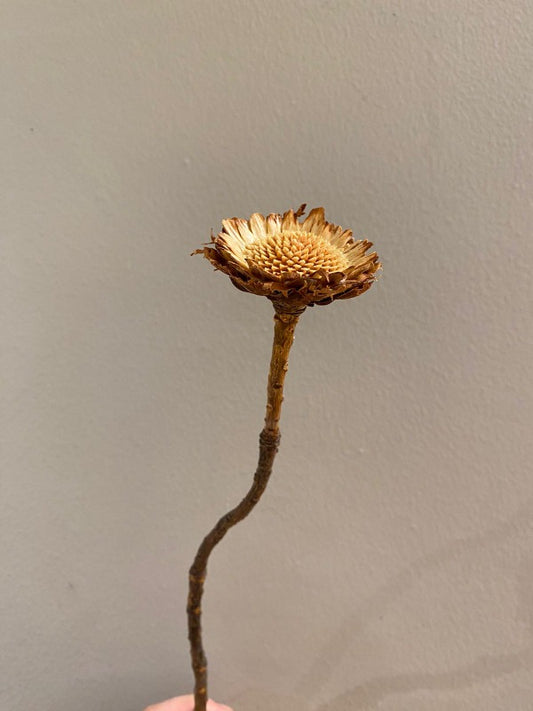 Protea Pods - Dried