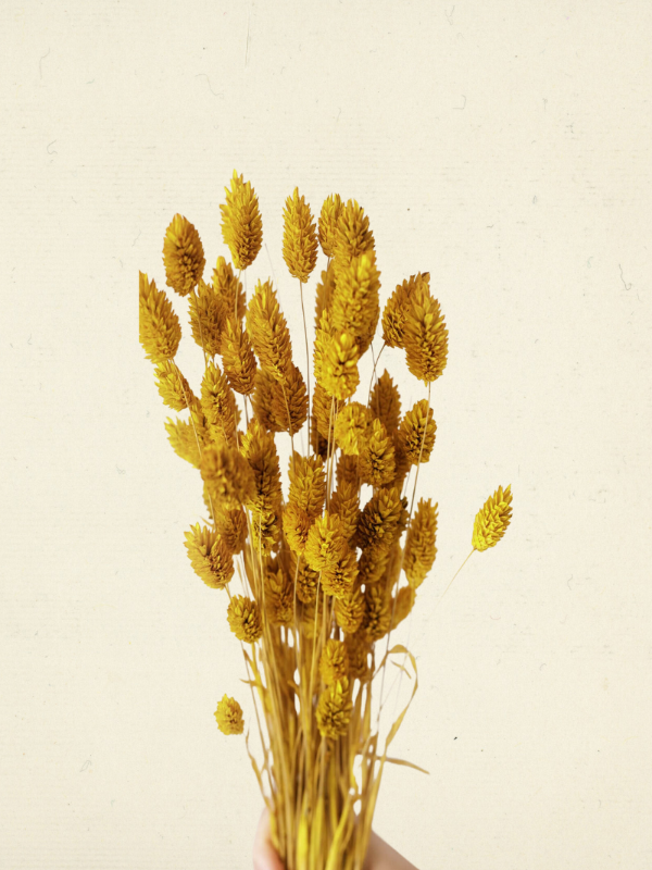 Phalaris Dried