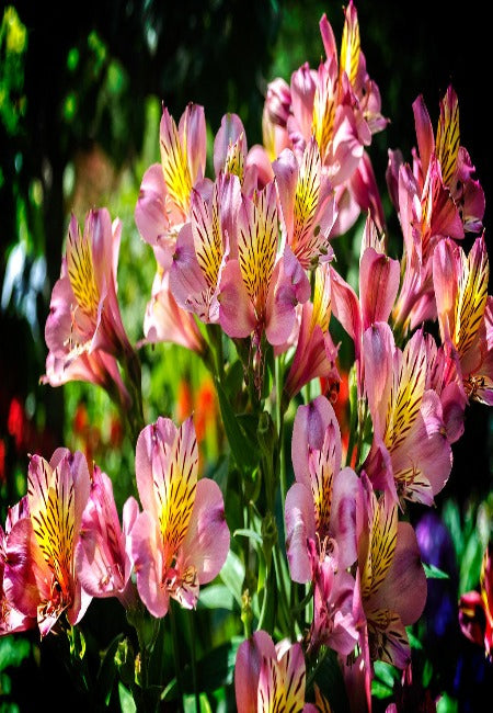 Alstroemeria Mix Fresh